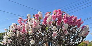 春彼岸法要