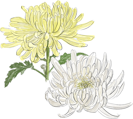 菊の花